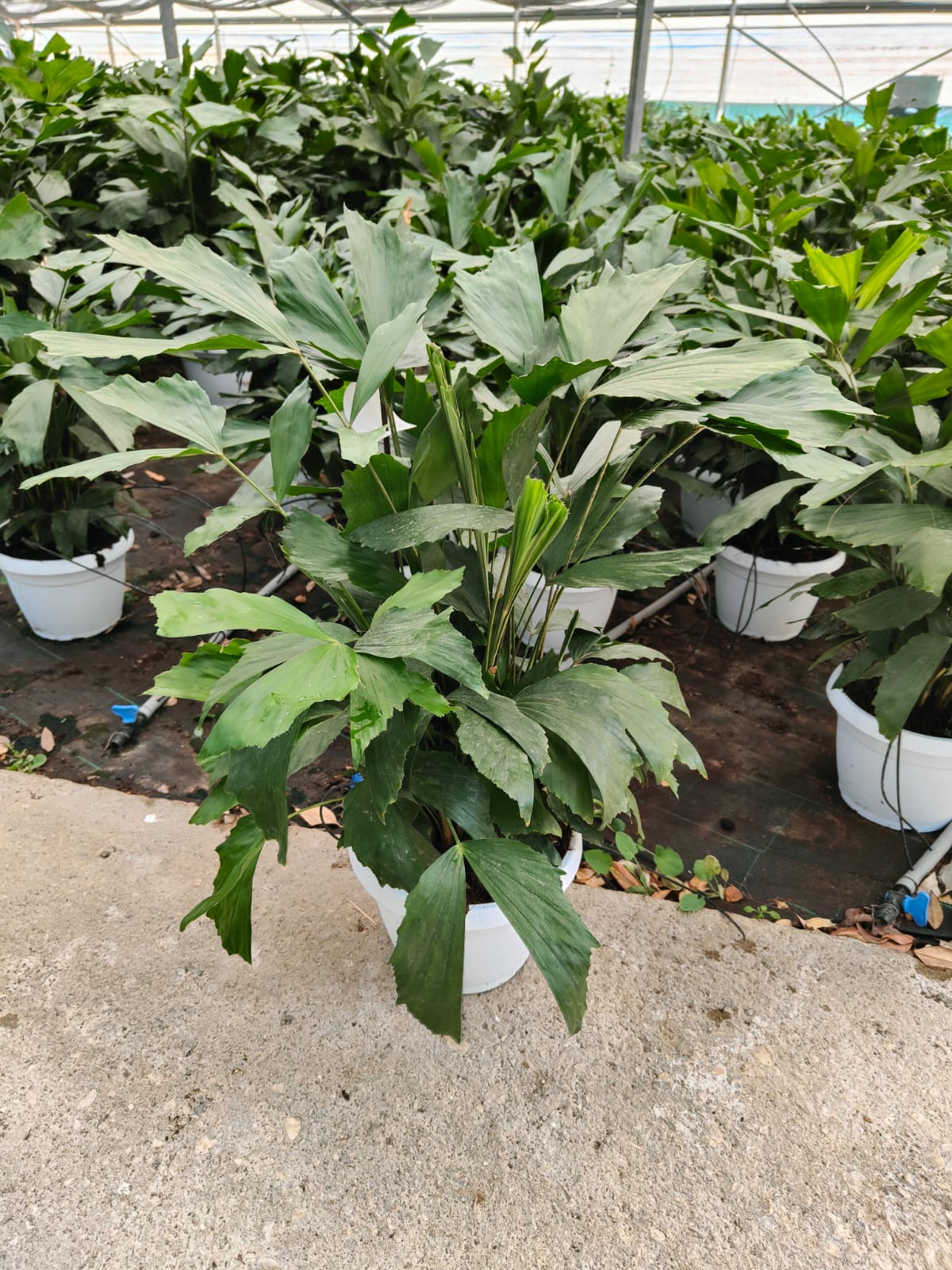 CARYOTA VASO 25